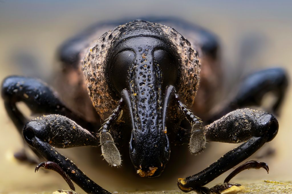 Curculionidae - Aclees taiwanensis? Sì.